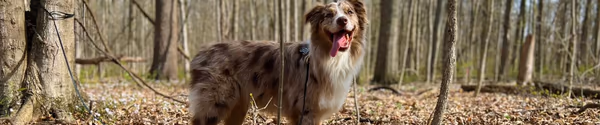 Fido's Forest photo 2